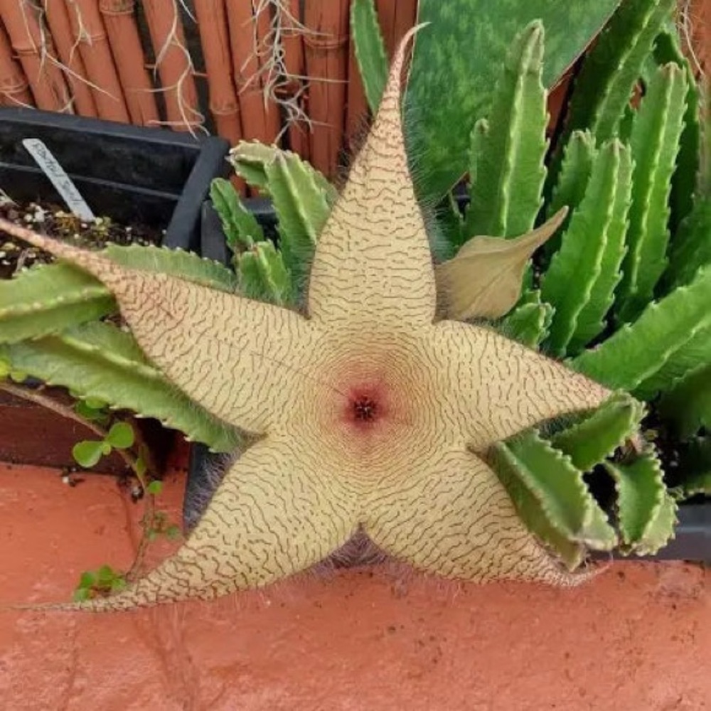 Star-Shaped Succulent - Stapelia Gigantea - Picture 6 of 11